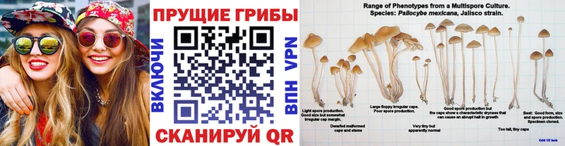 Псилоцибиновые грибы Cubensis  blacksprut вход  Когалым 