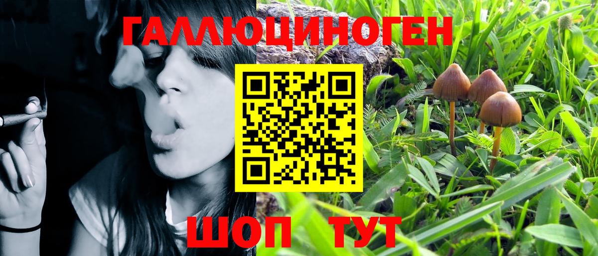 Псилоцибиновые грибы Psilocybe Когалым